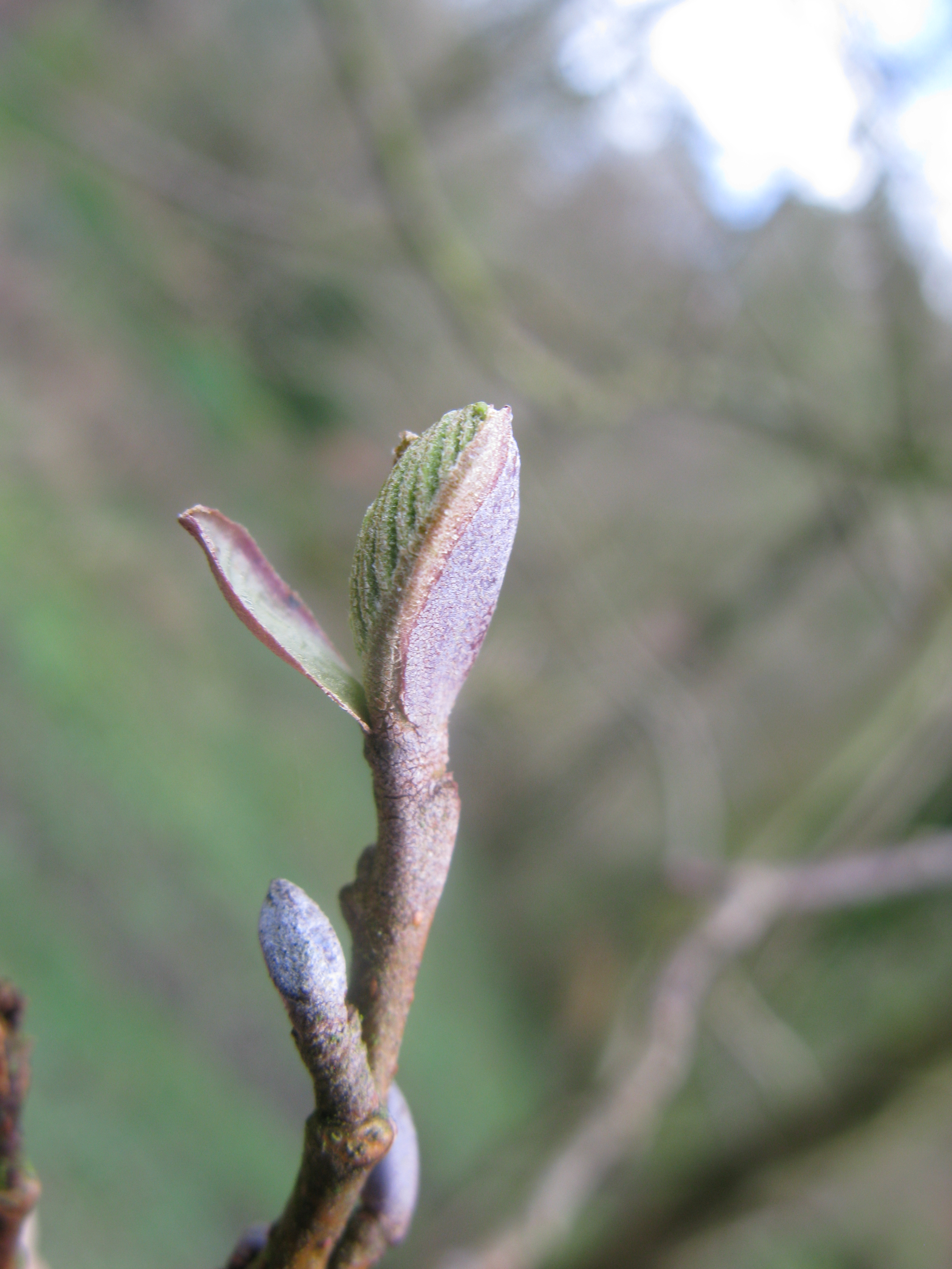 Budburst