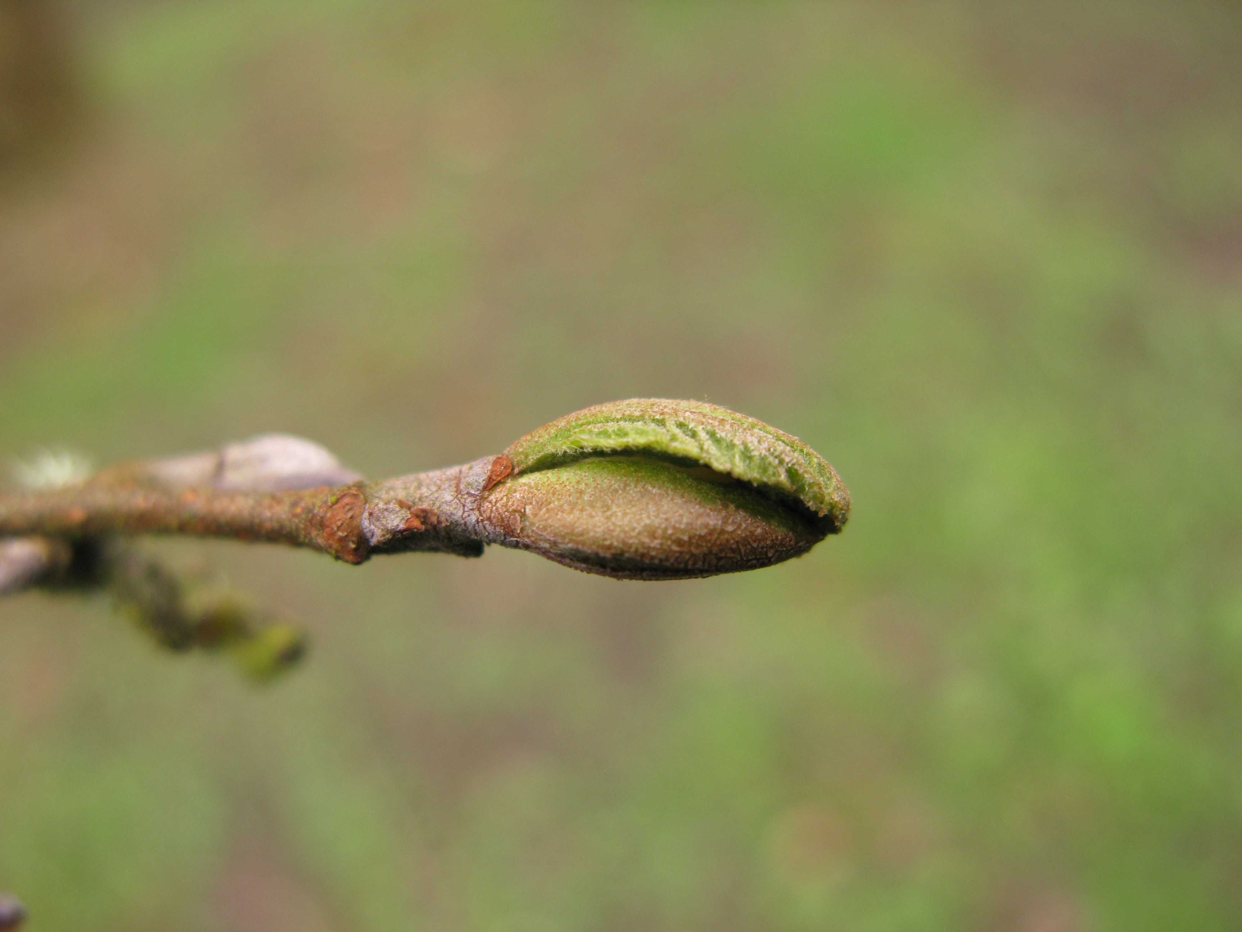 Photograph of alder budburst too late