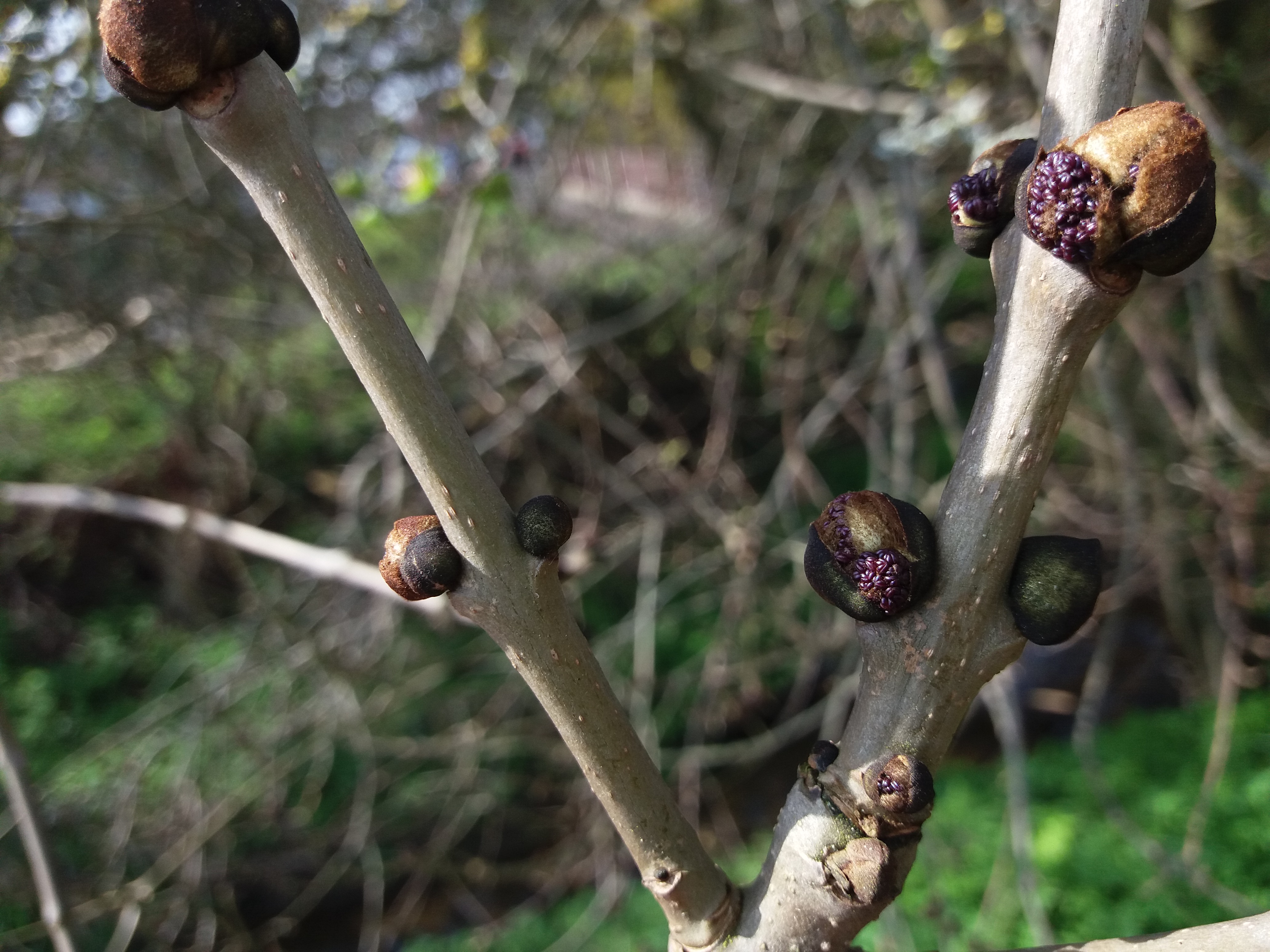 Photograph of ash male flowers