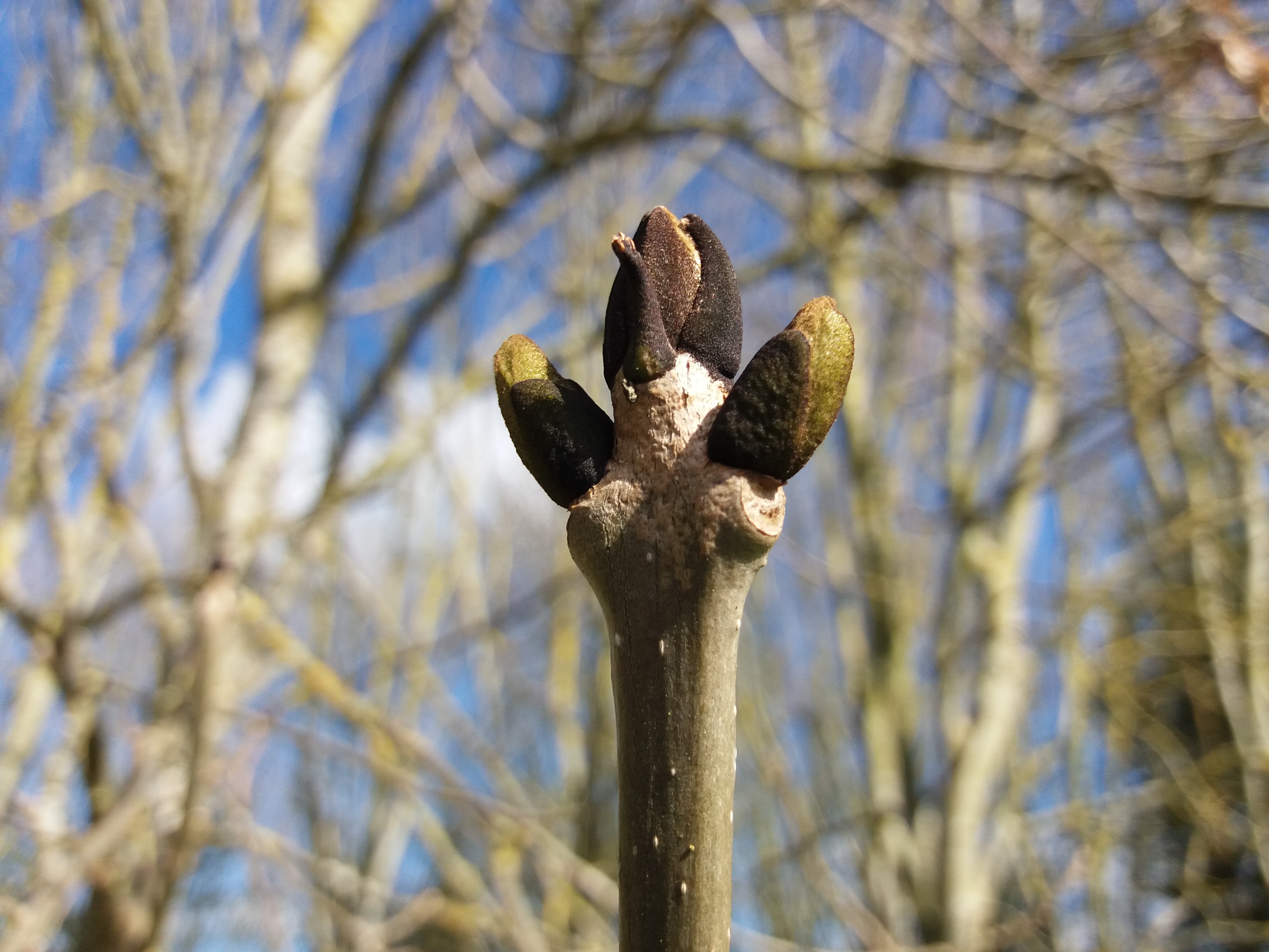 Photograph of ash budburst too early