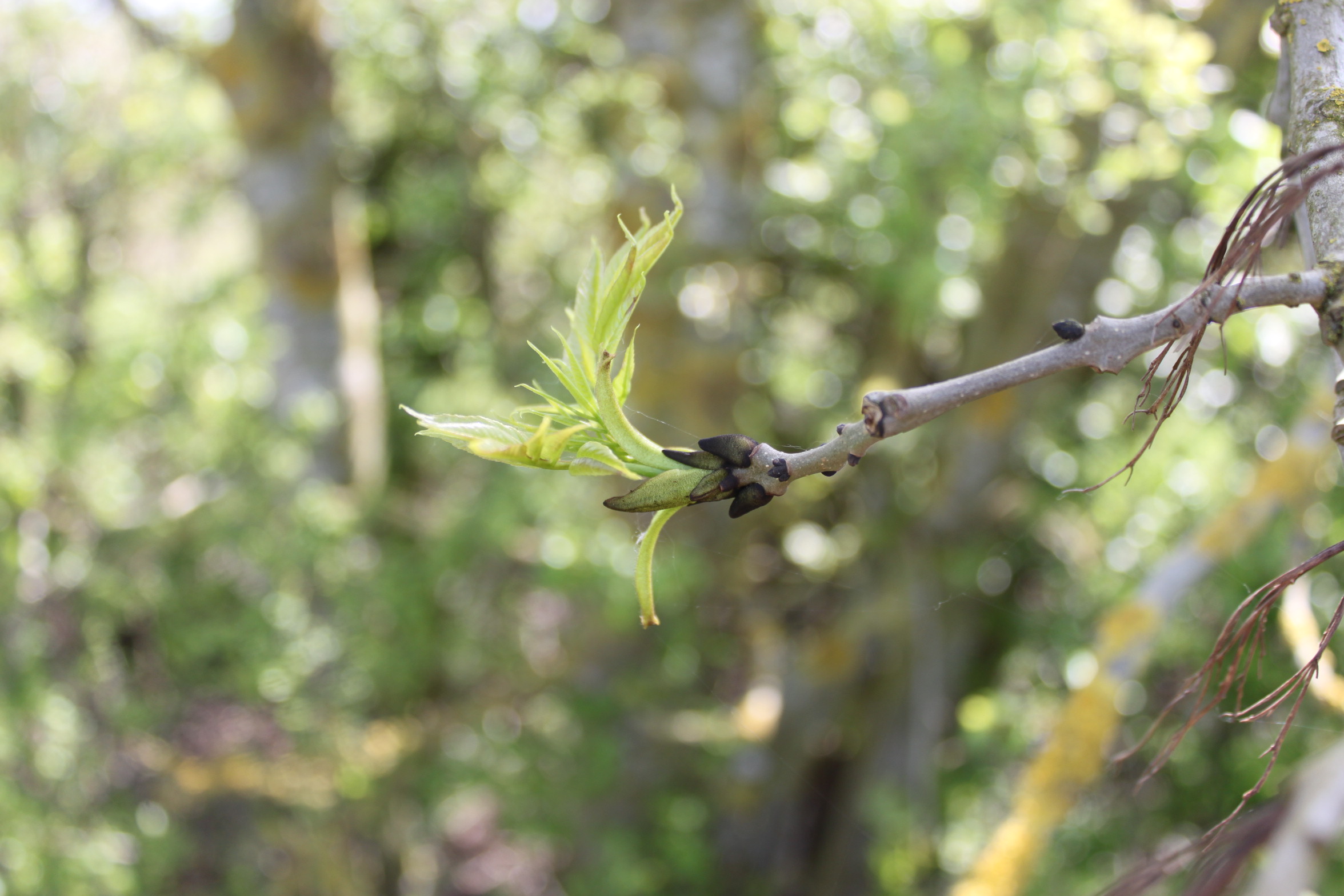 Photograph of ash budburst too late