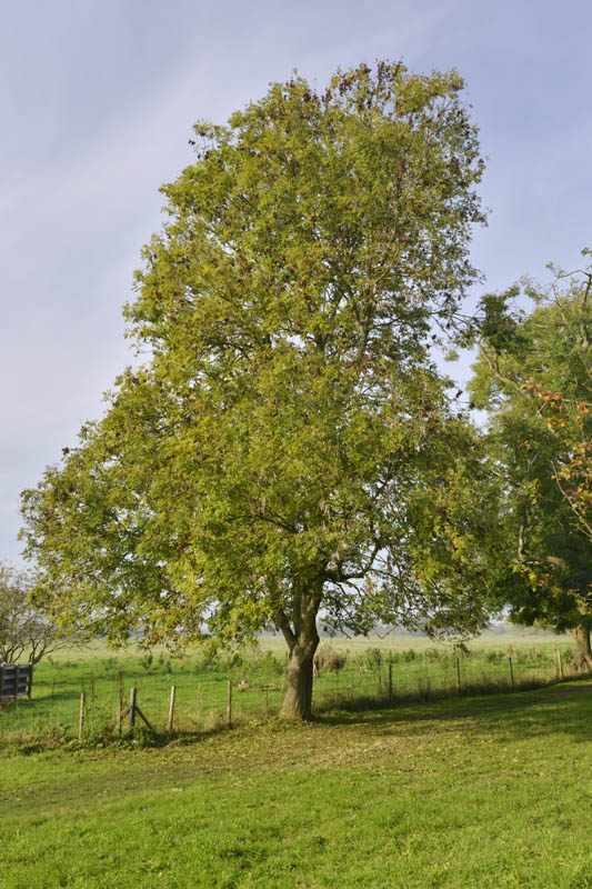 Photo of ash in autumn