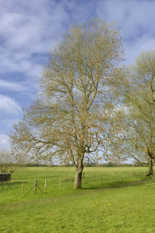 Photo of ash in spring