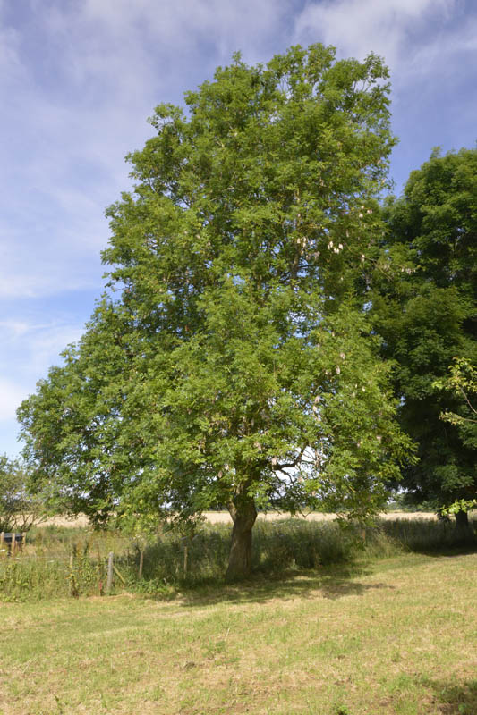 Photograph of ash in summer