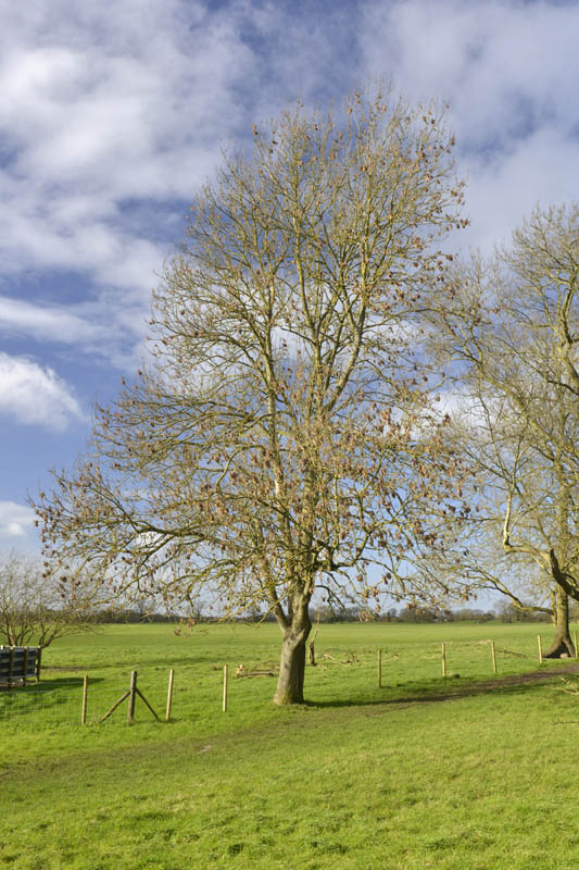 Photo of ash in winter