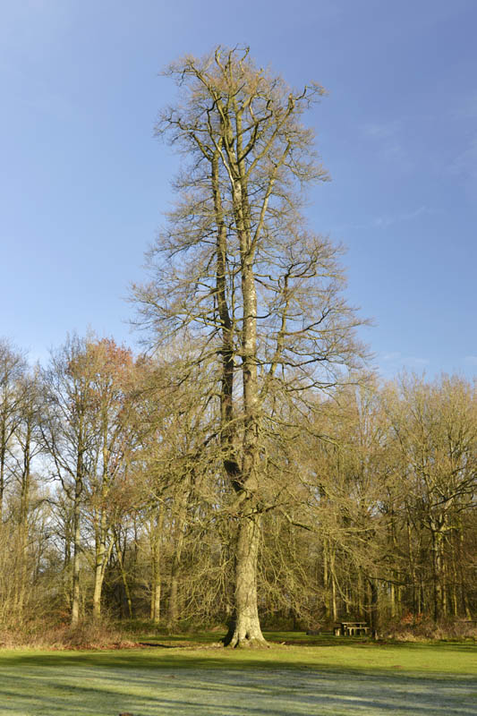 Photo of beech in winter