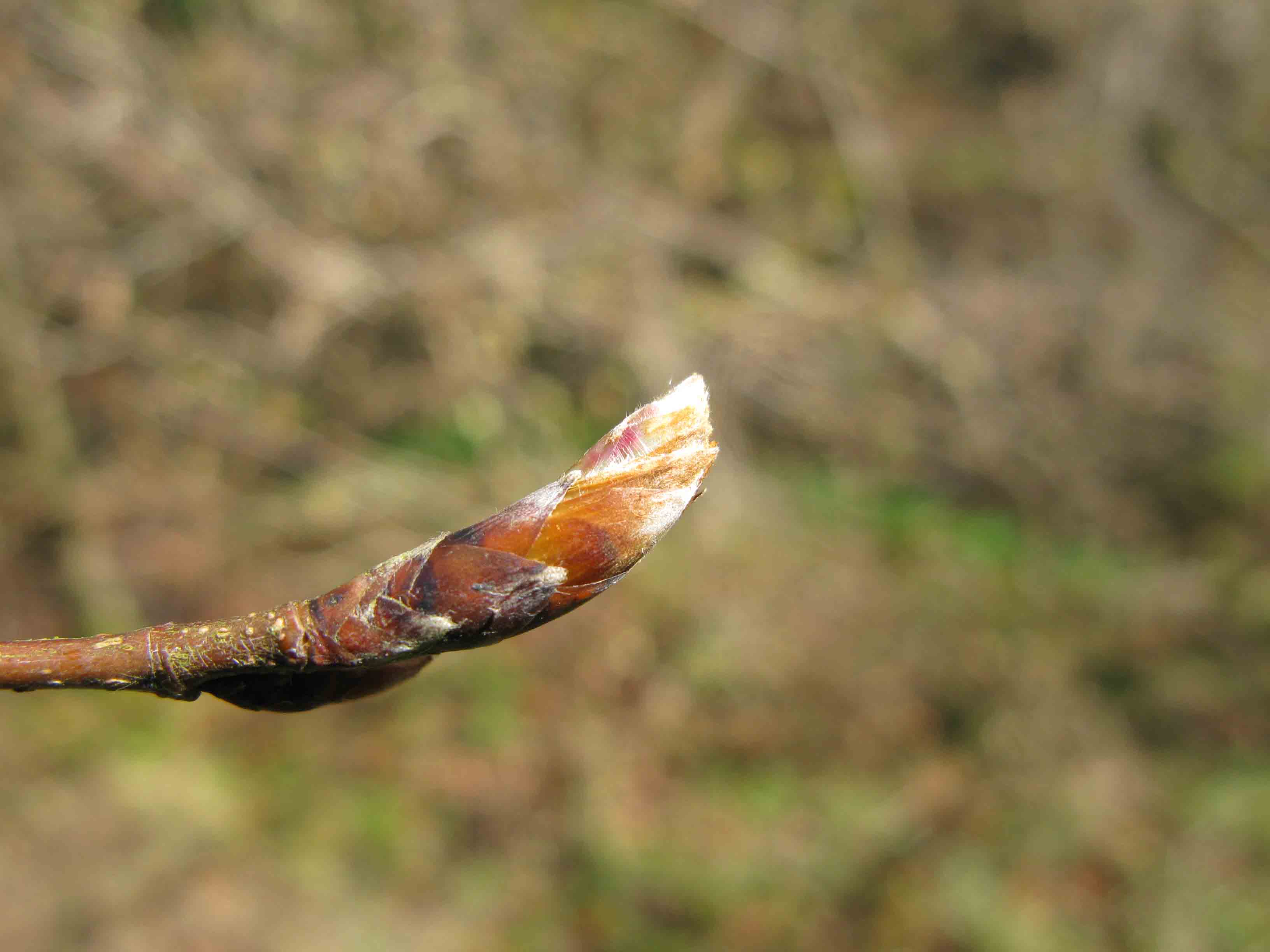 Beech budburst too early 