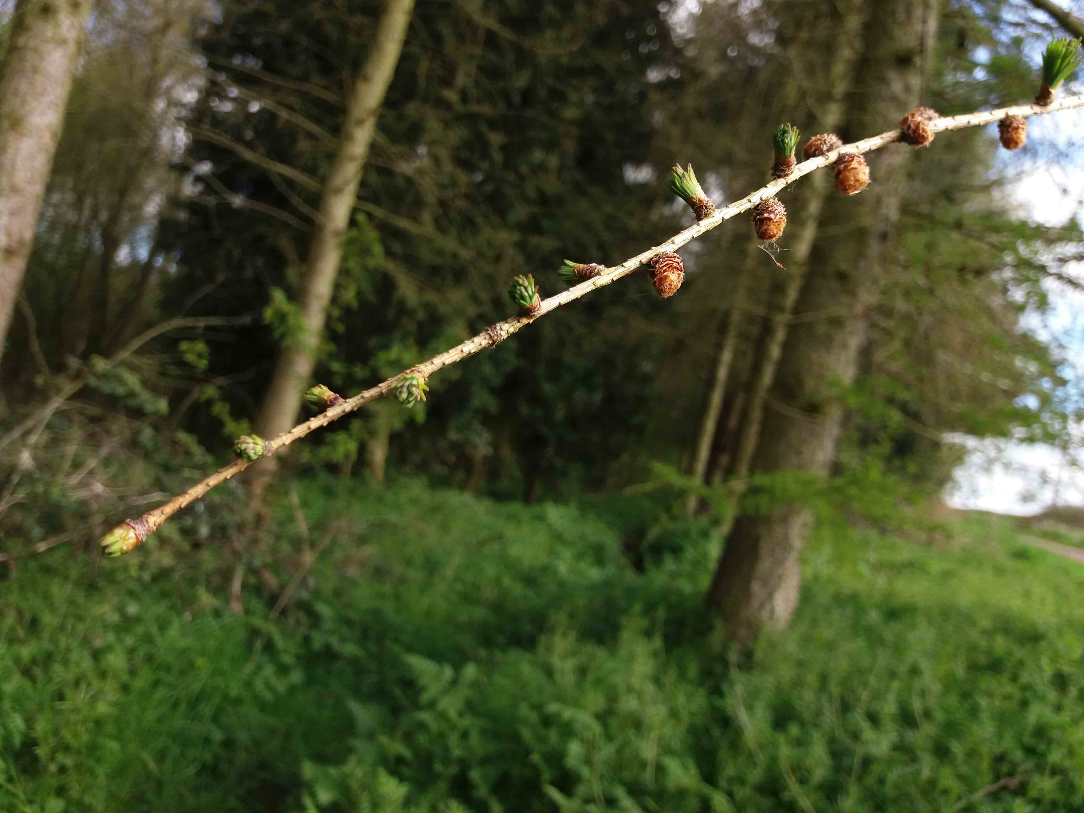 Budburst