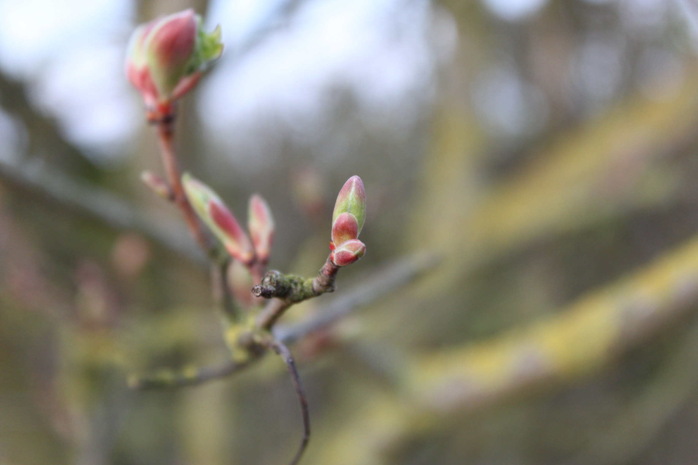 Field maple with budburst that is too early 
