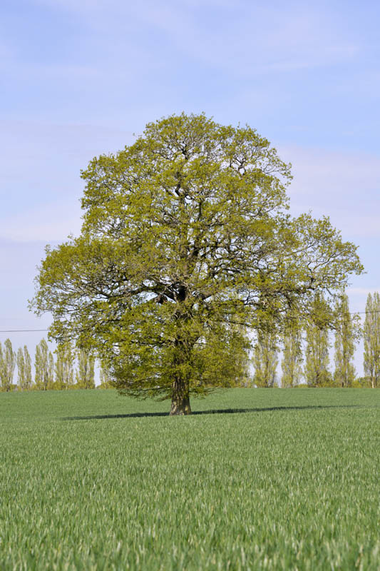 Photo of pedunculate oak in spring