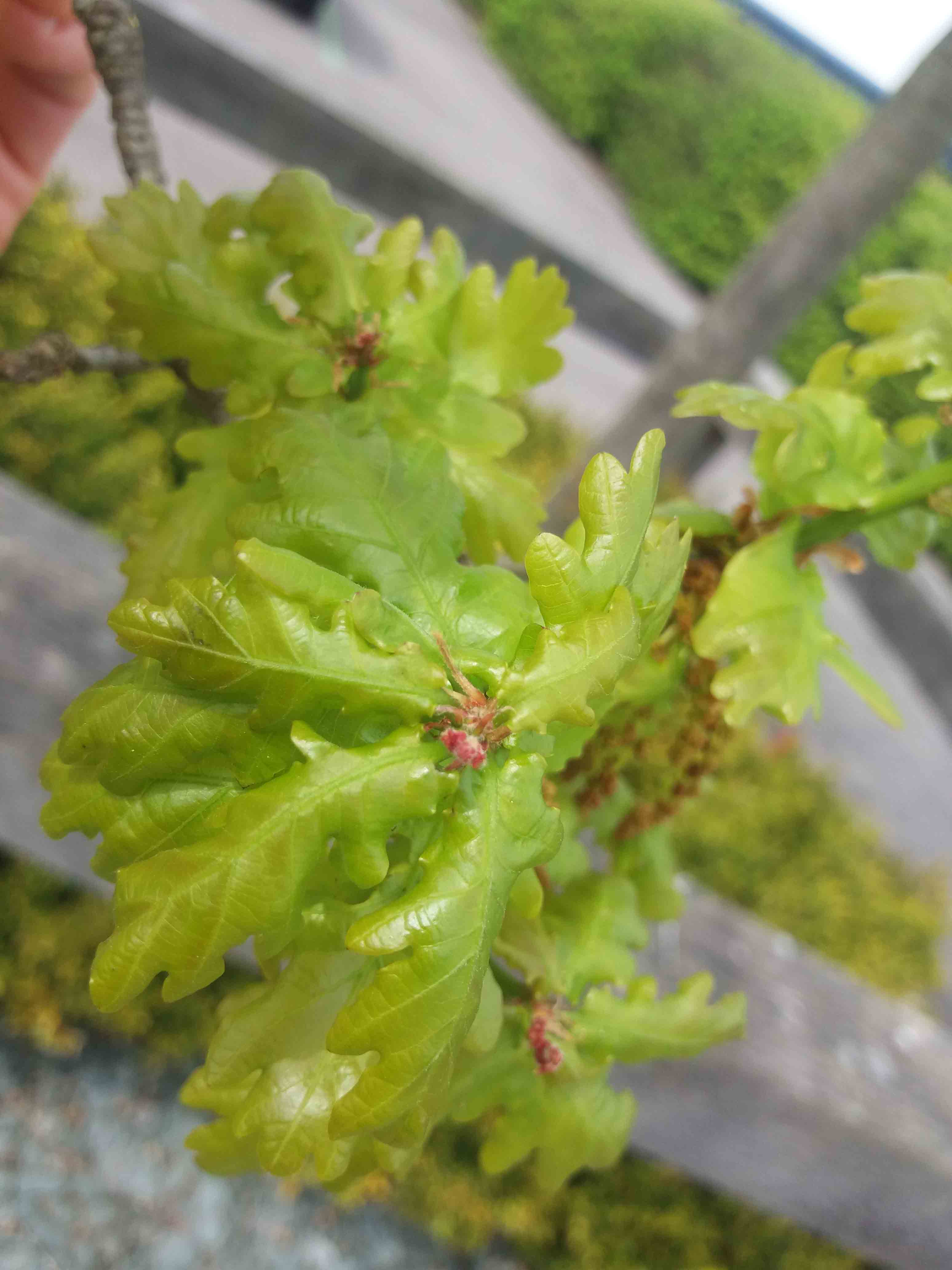 Leaf on an pedunculate oak too late