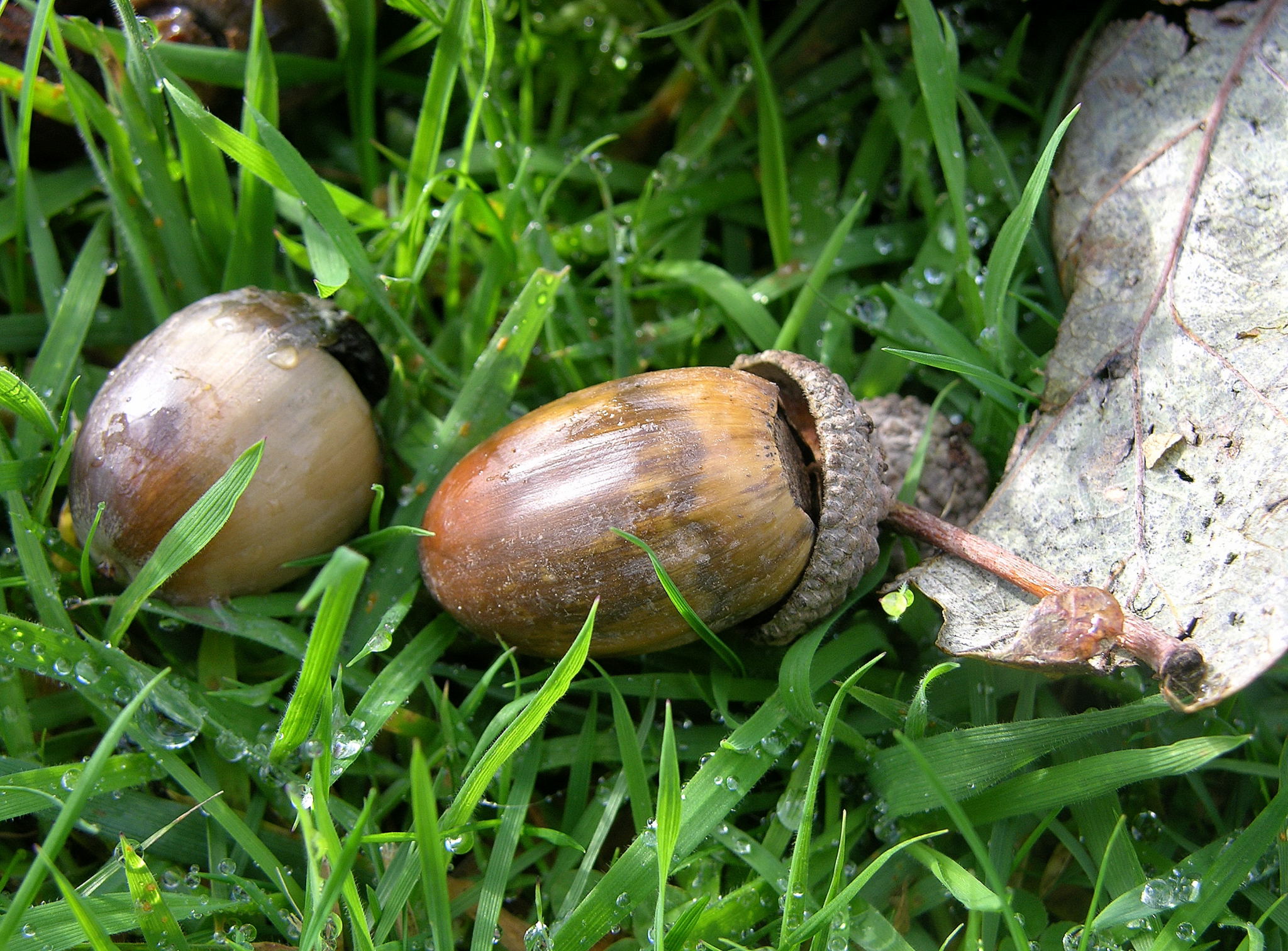 Acorn from an oak tree on the ground