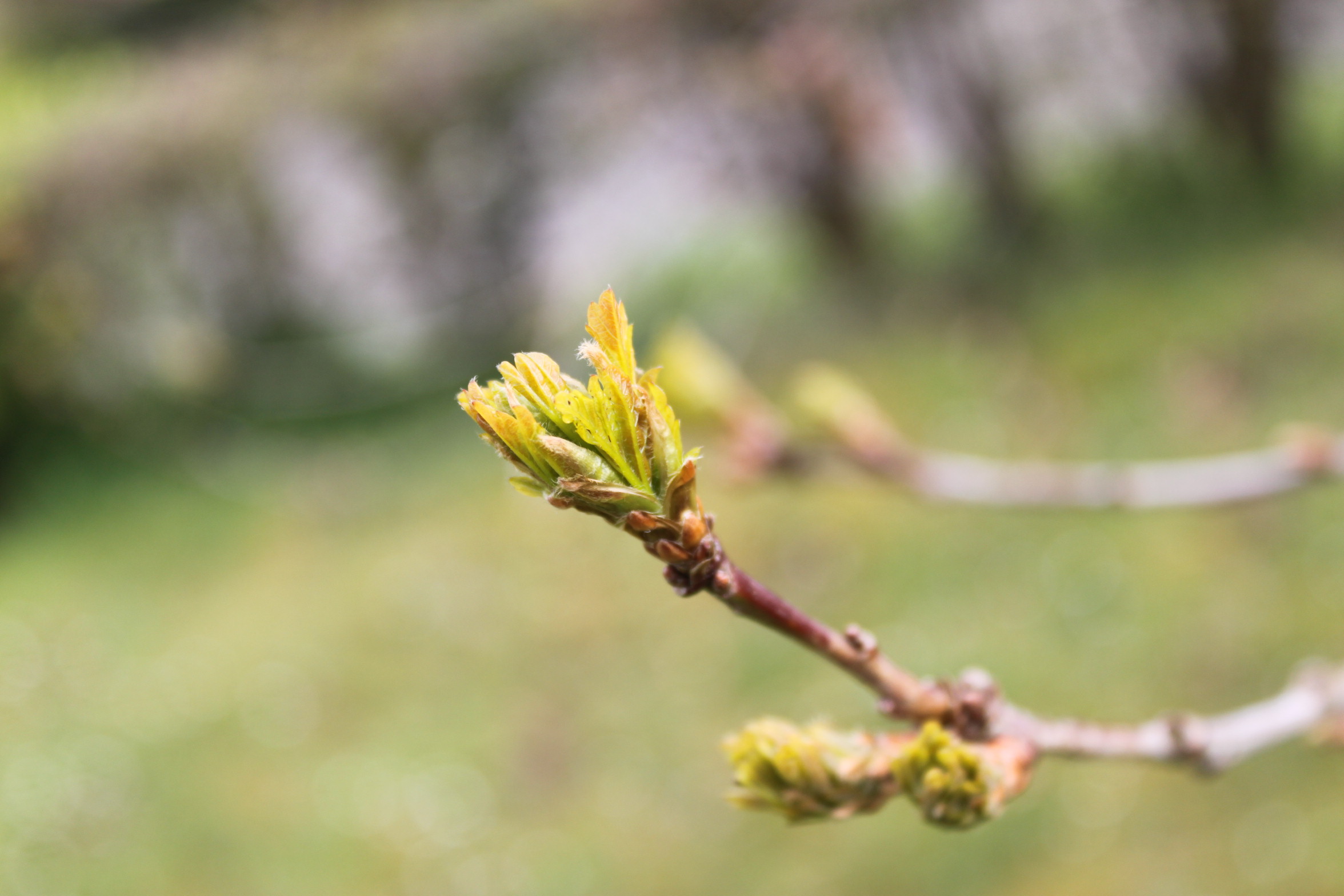 Oak, pedunculate budburst too late