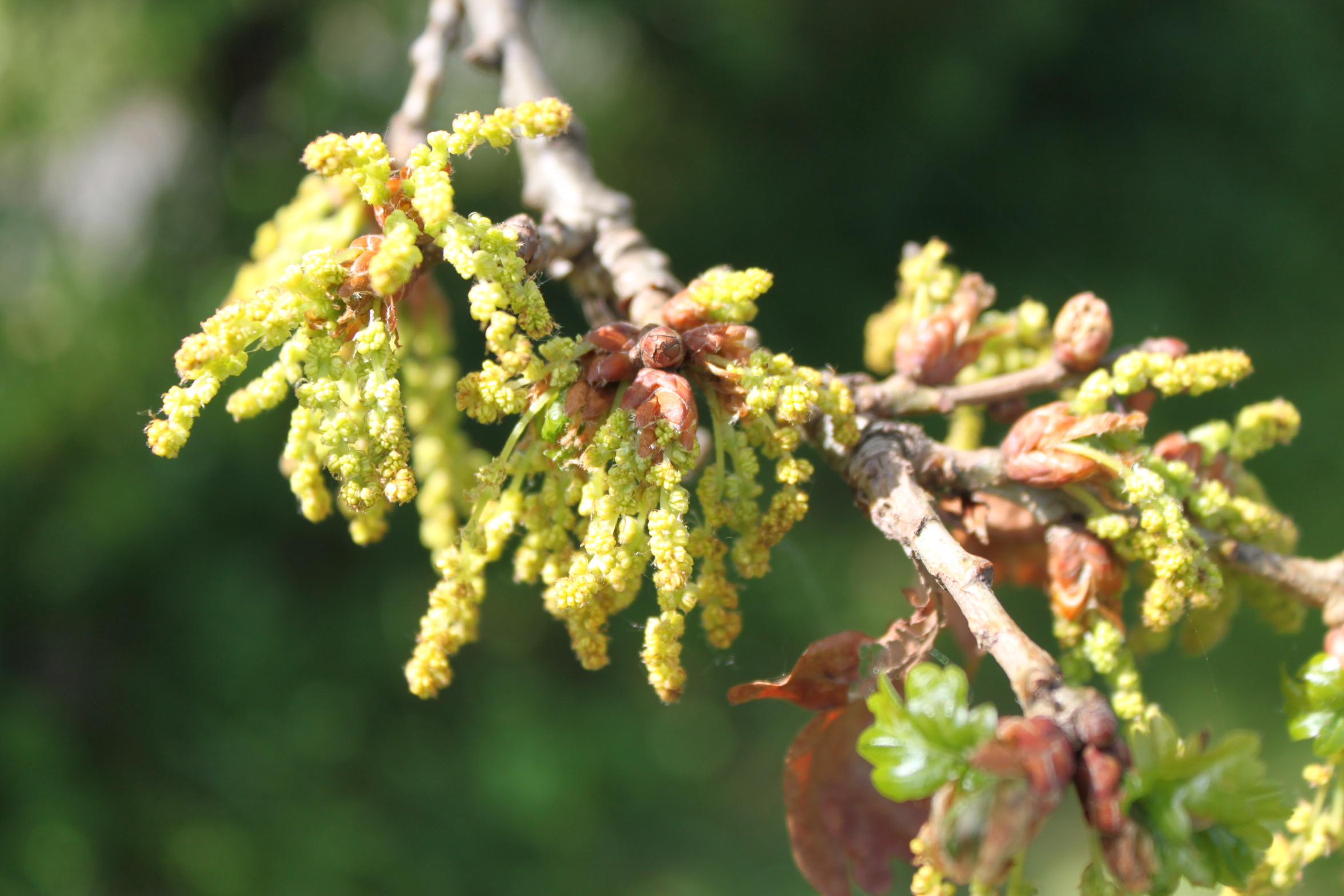 Flowering that is too early on a pedunculate oak 
