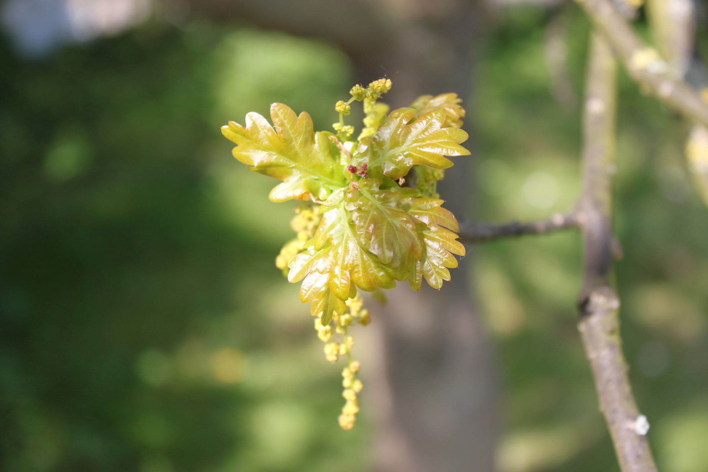 Early leaf formation on branch