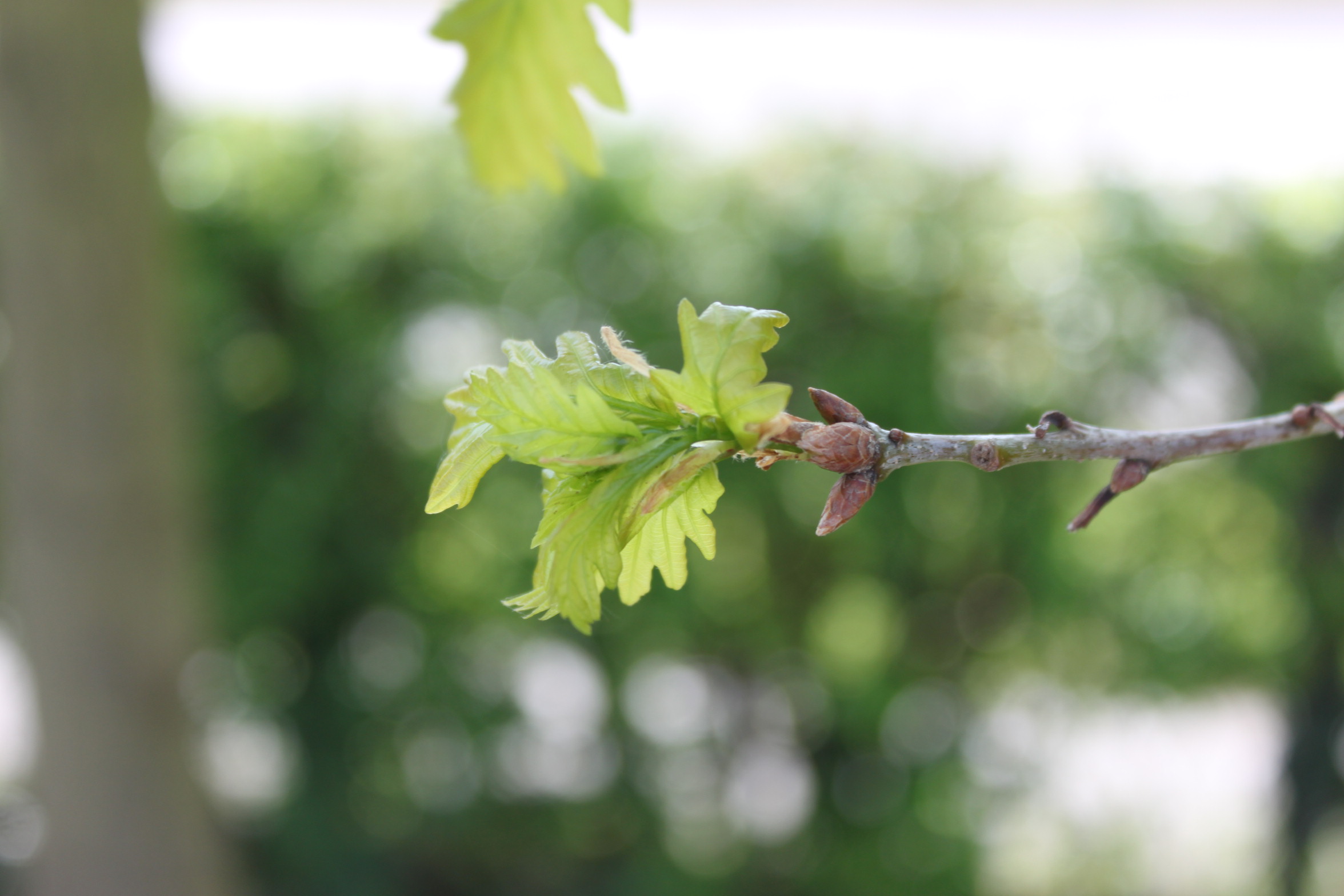 Sessile oak first leaf too early 