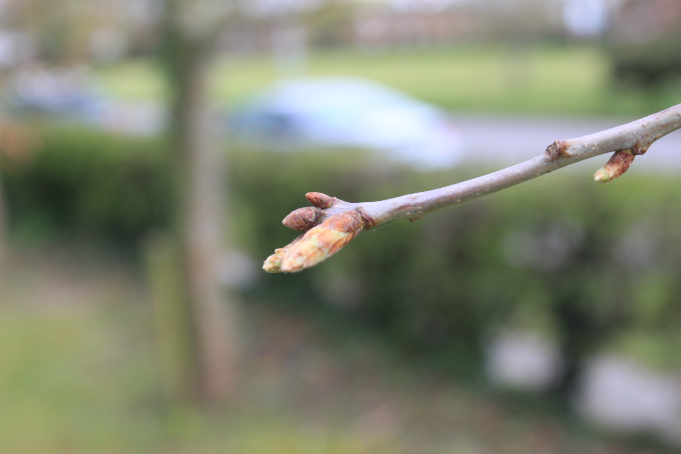 Sessile oak budburst which is too early 