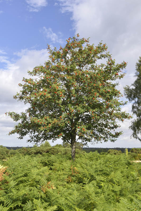 Photo of rowan in summer