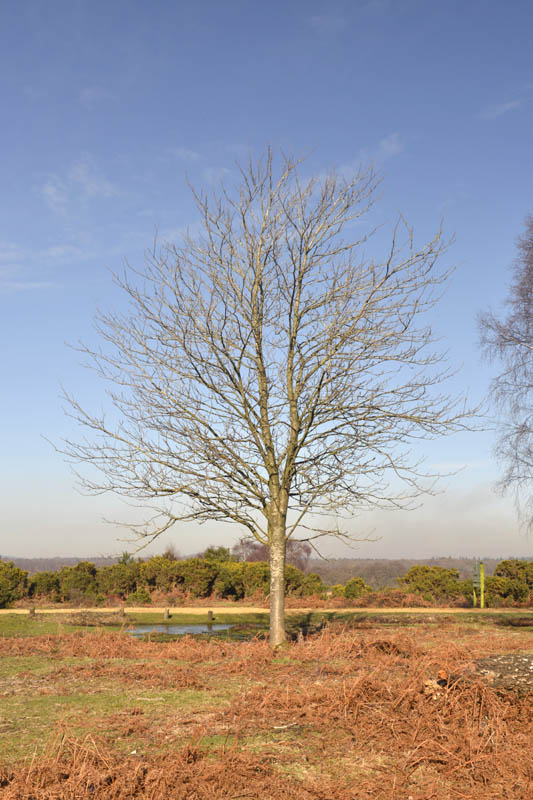 Photo of rowan in winter