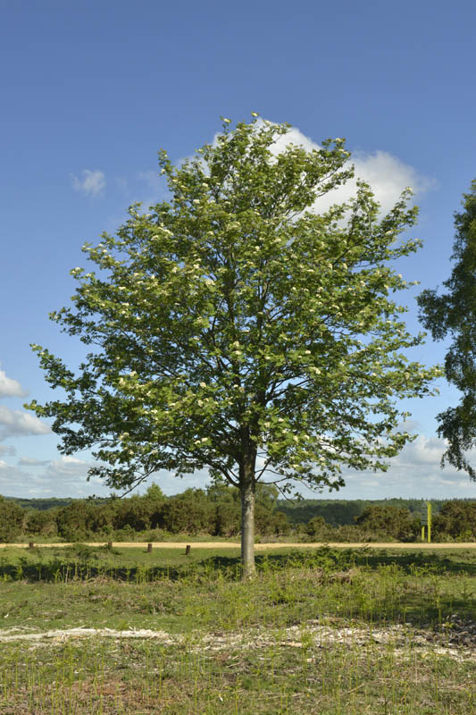 Photo of rowan in spring