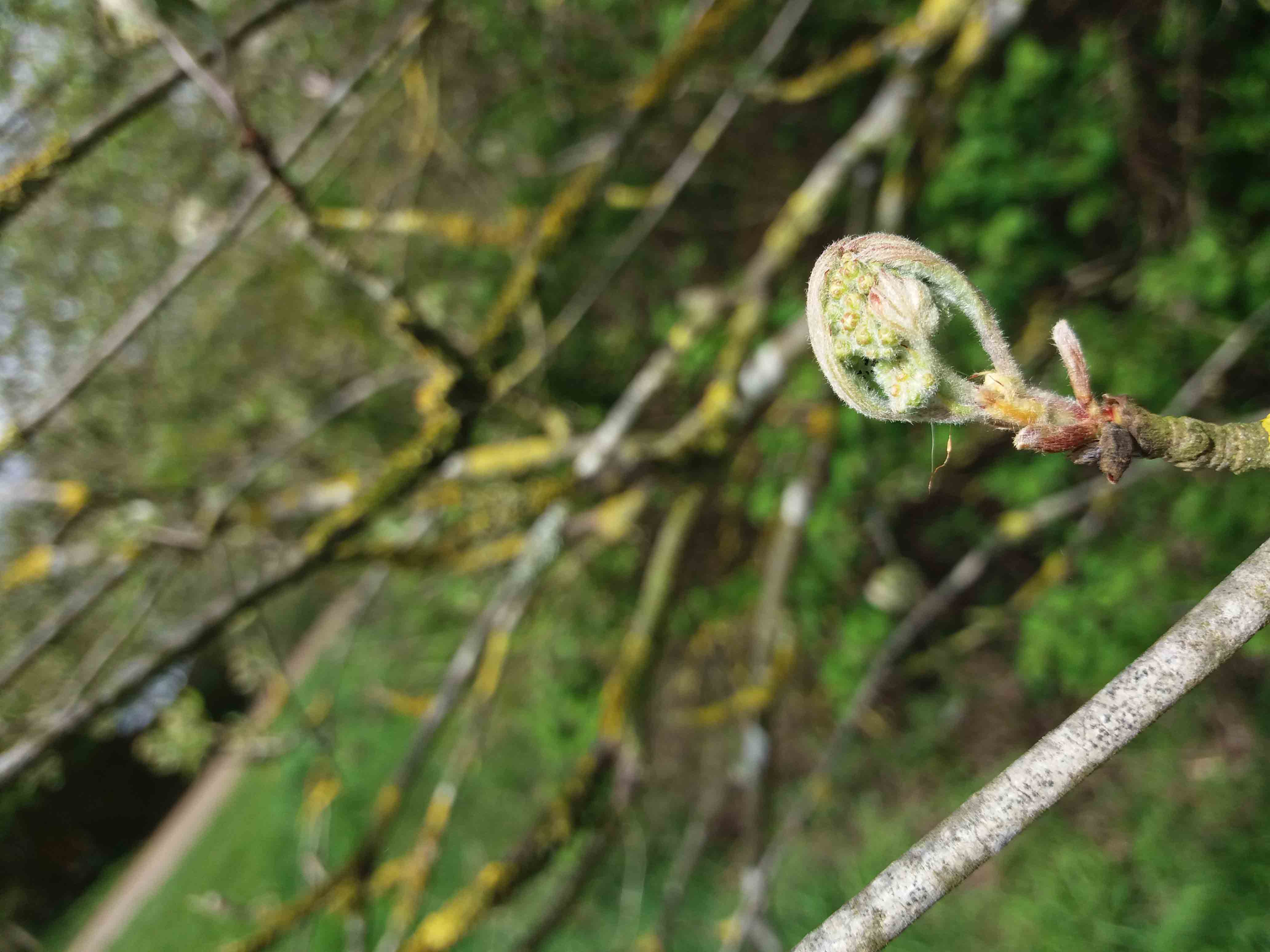 Rowan first leaf too early 