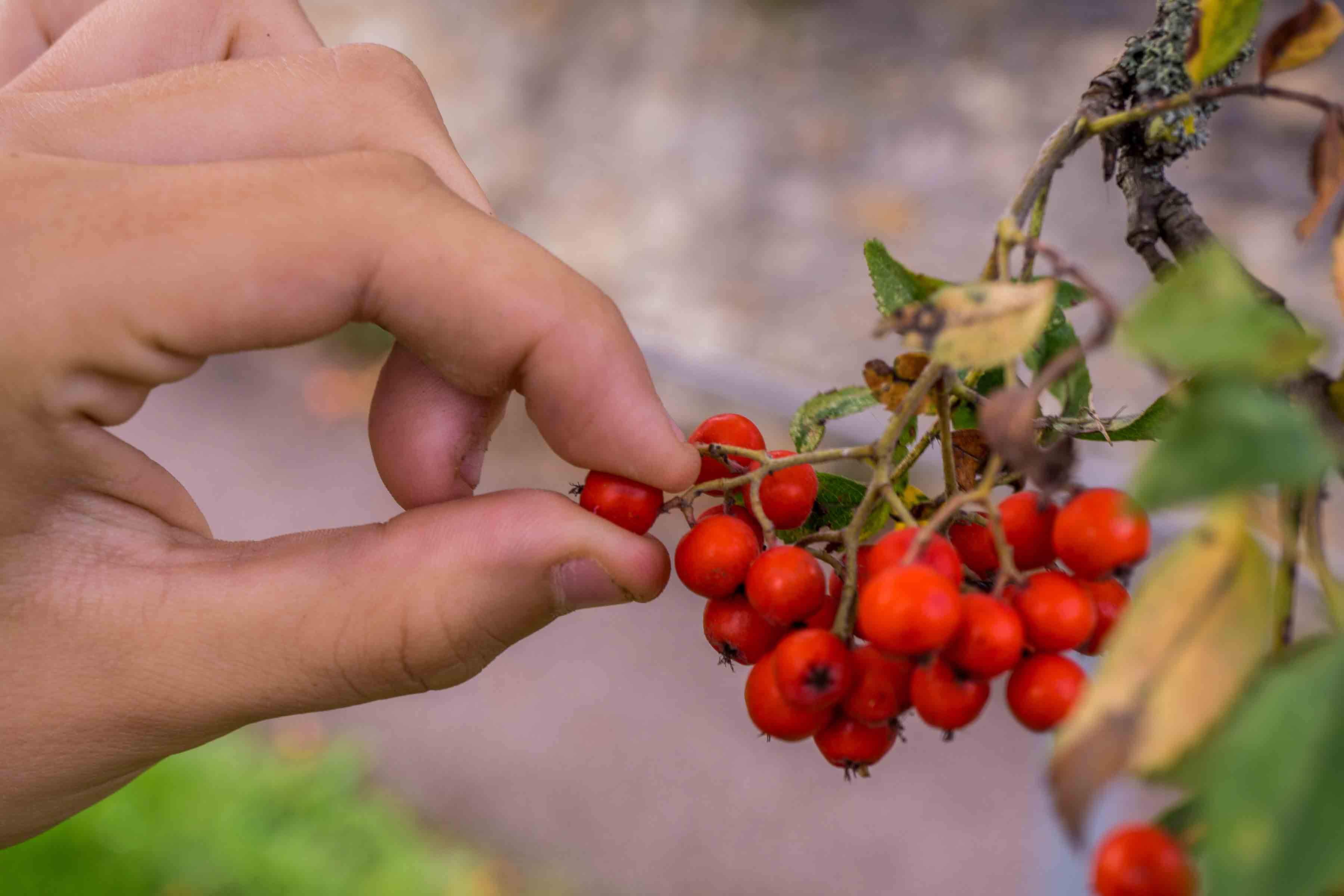 First ripe fruit