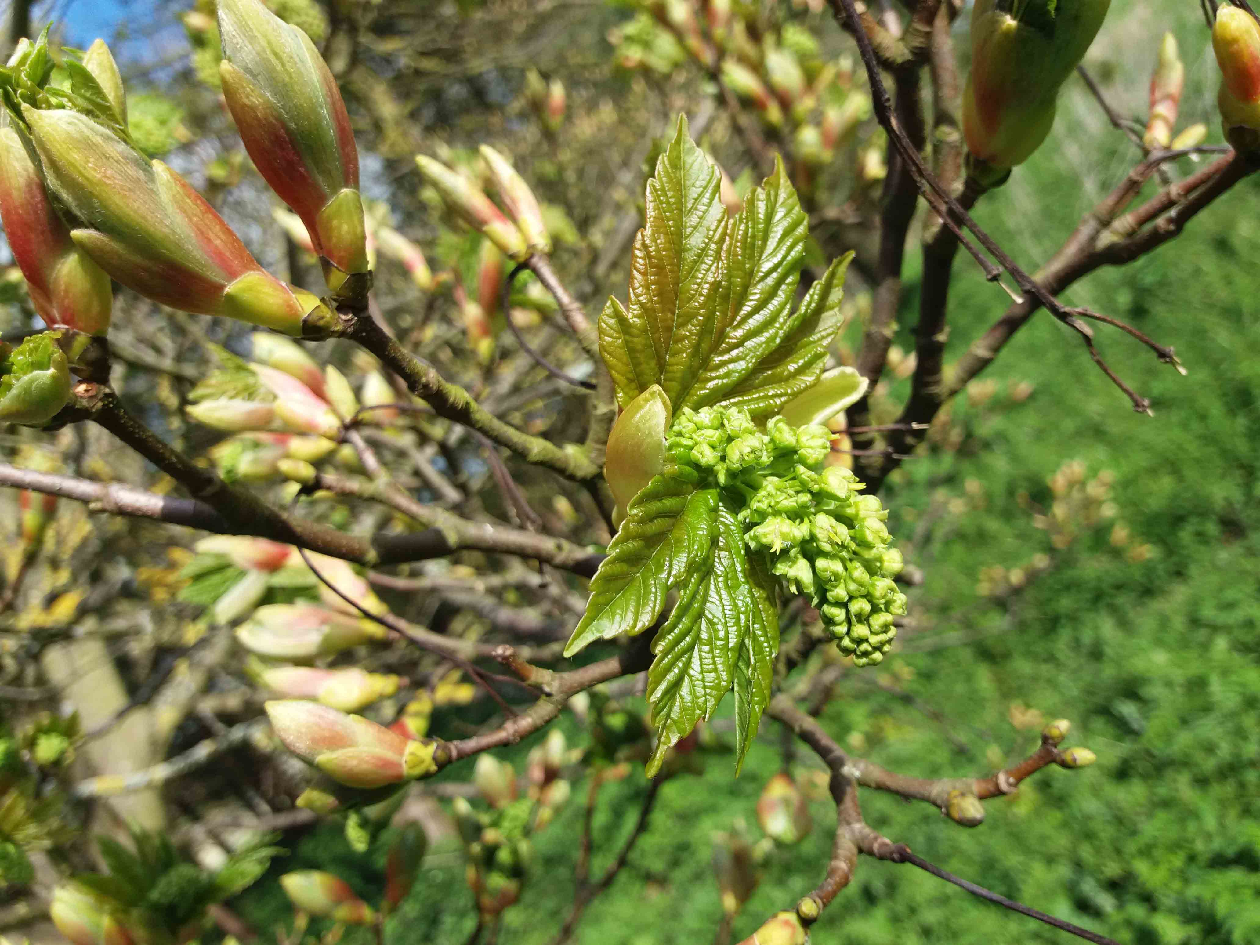 Sycamore first leaf too early 