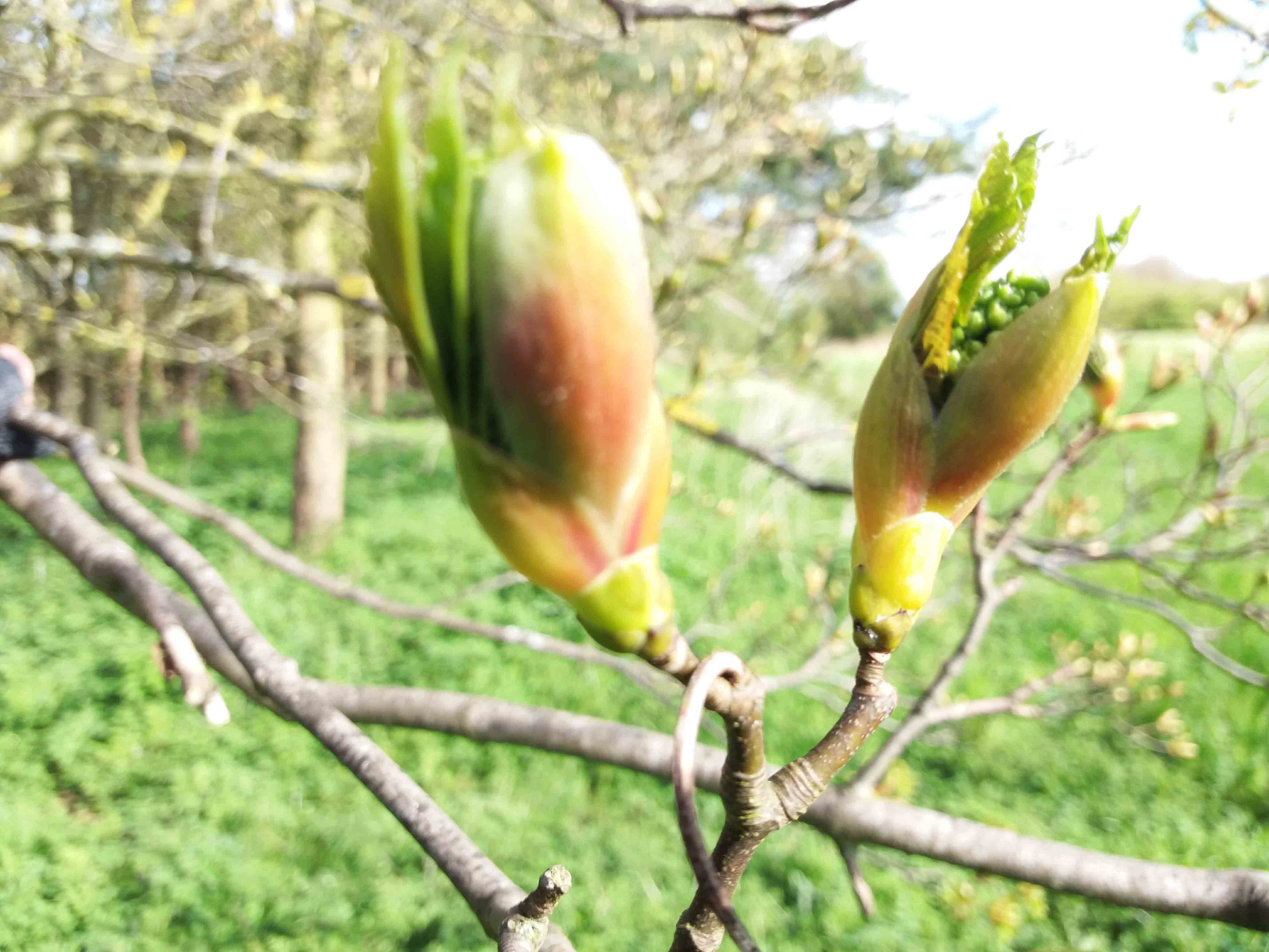 Budburst