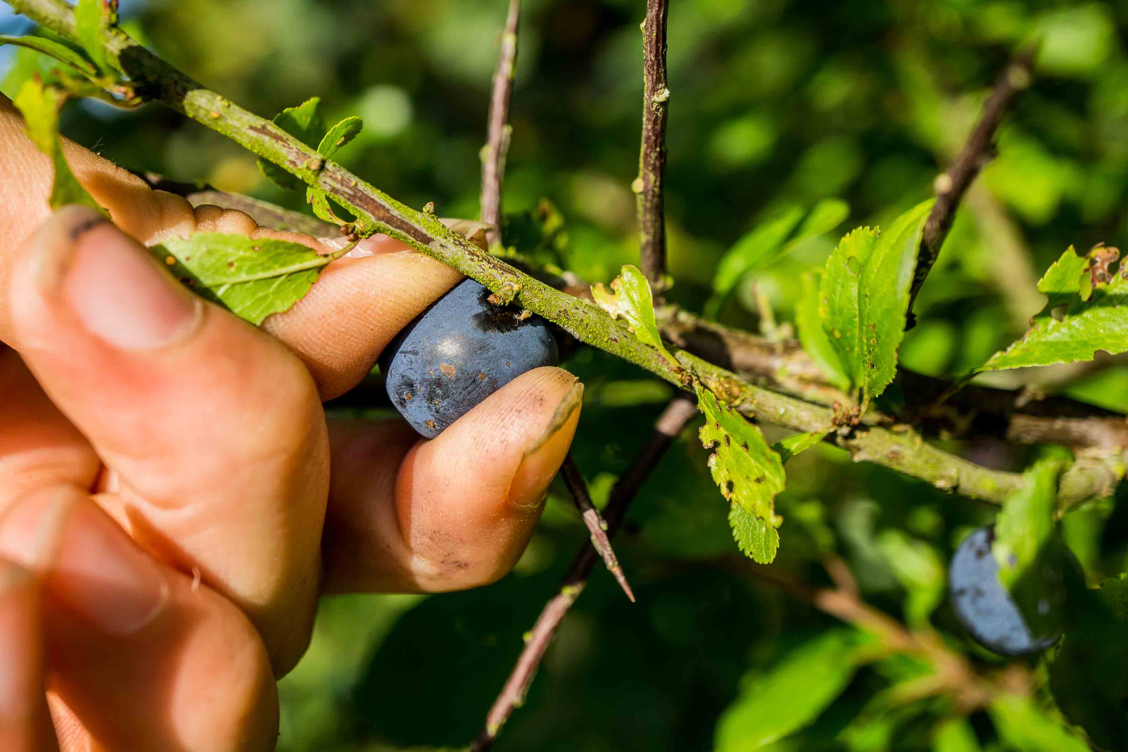 Blackthorn branch with ripe fruit