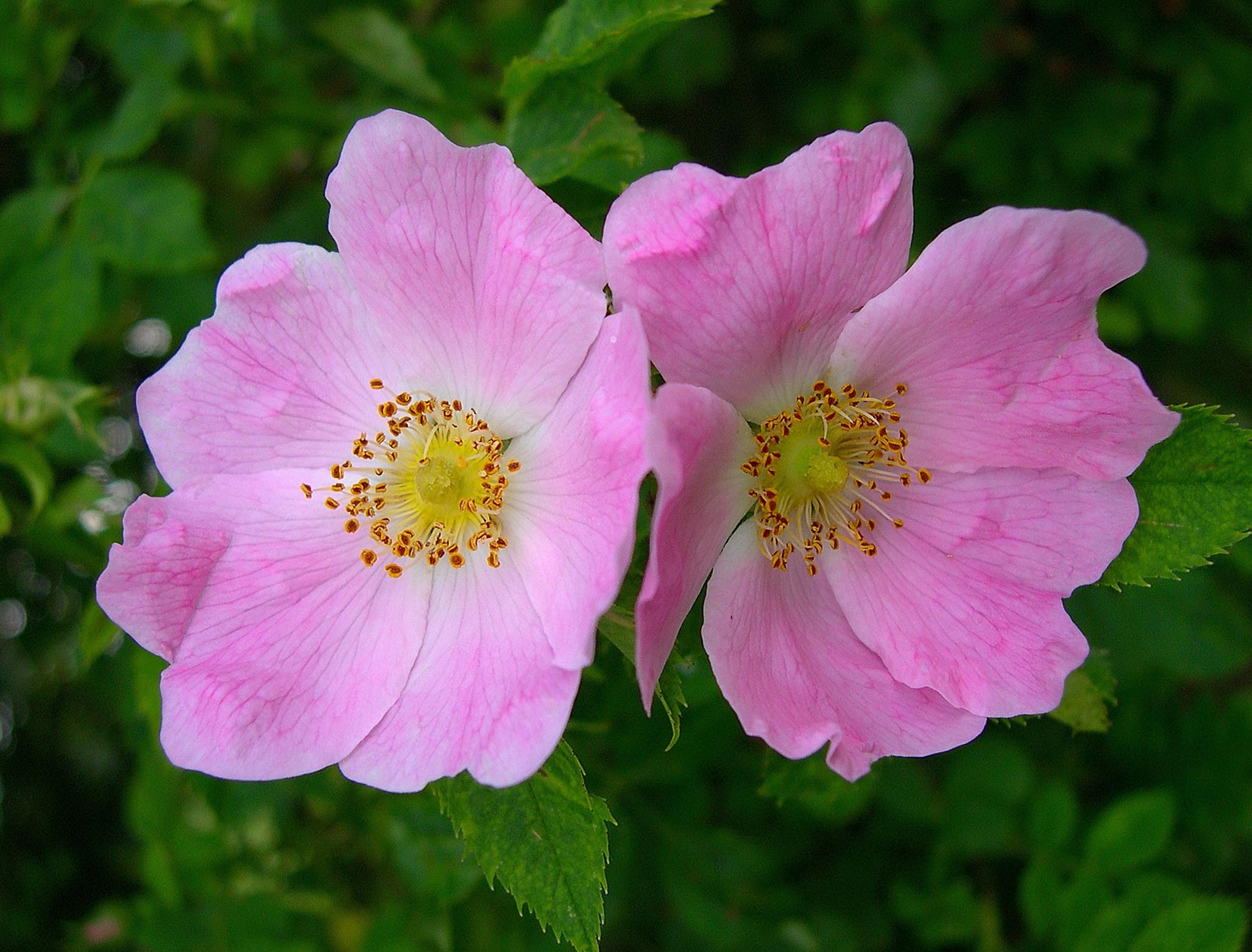 Pink dog rose flowers