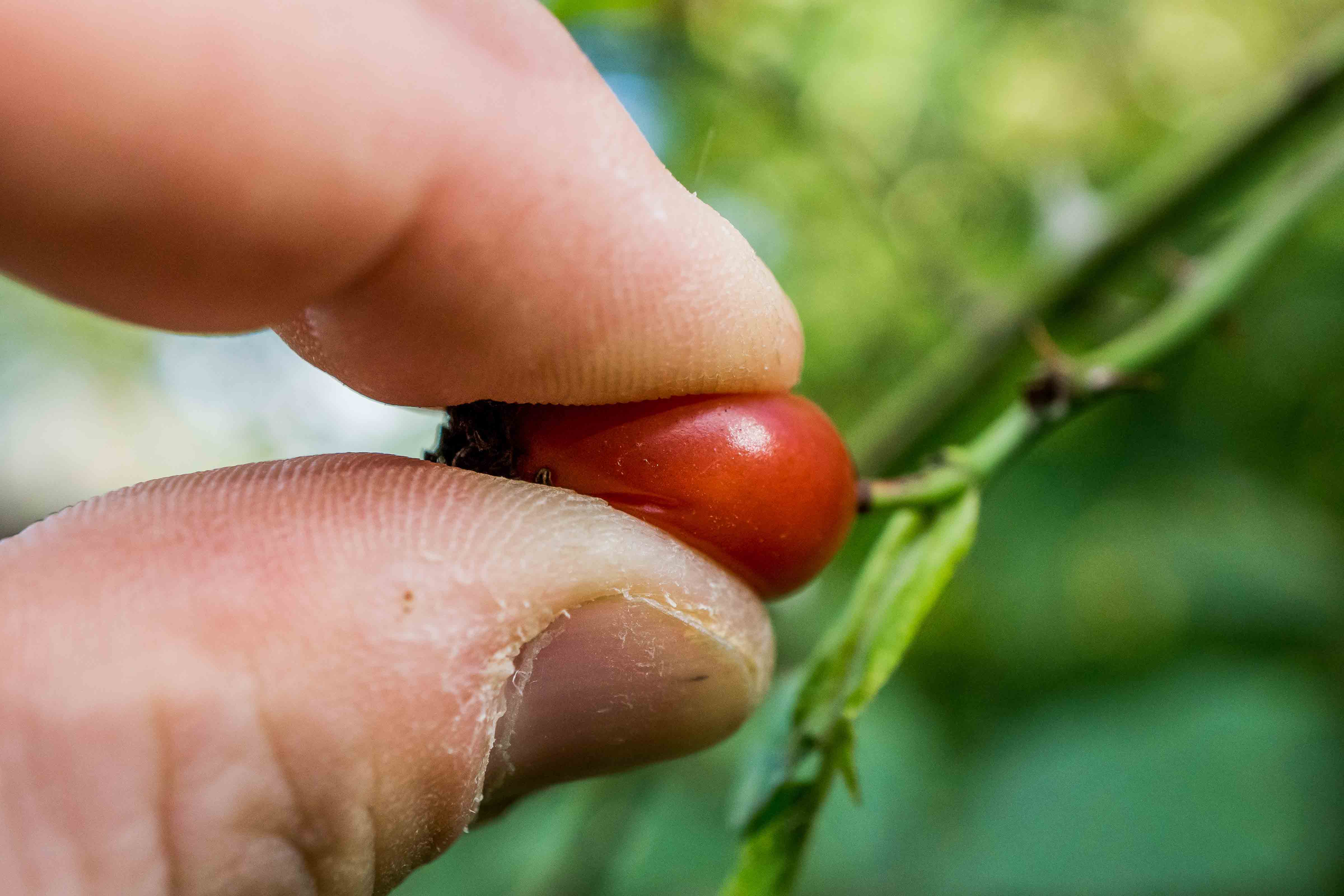 First ripe fruit