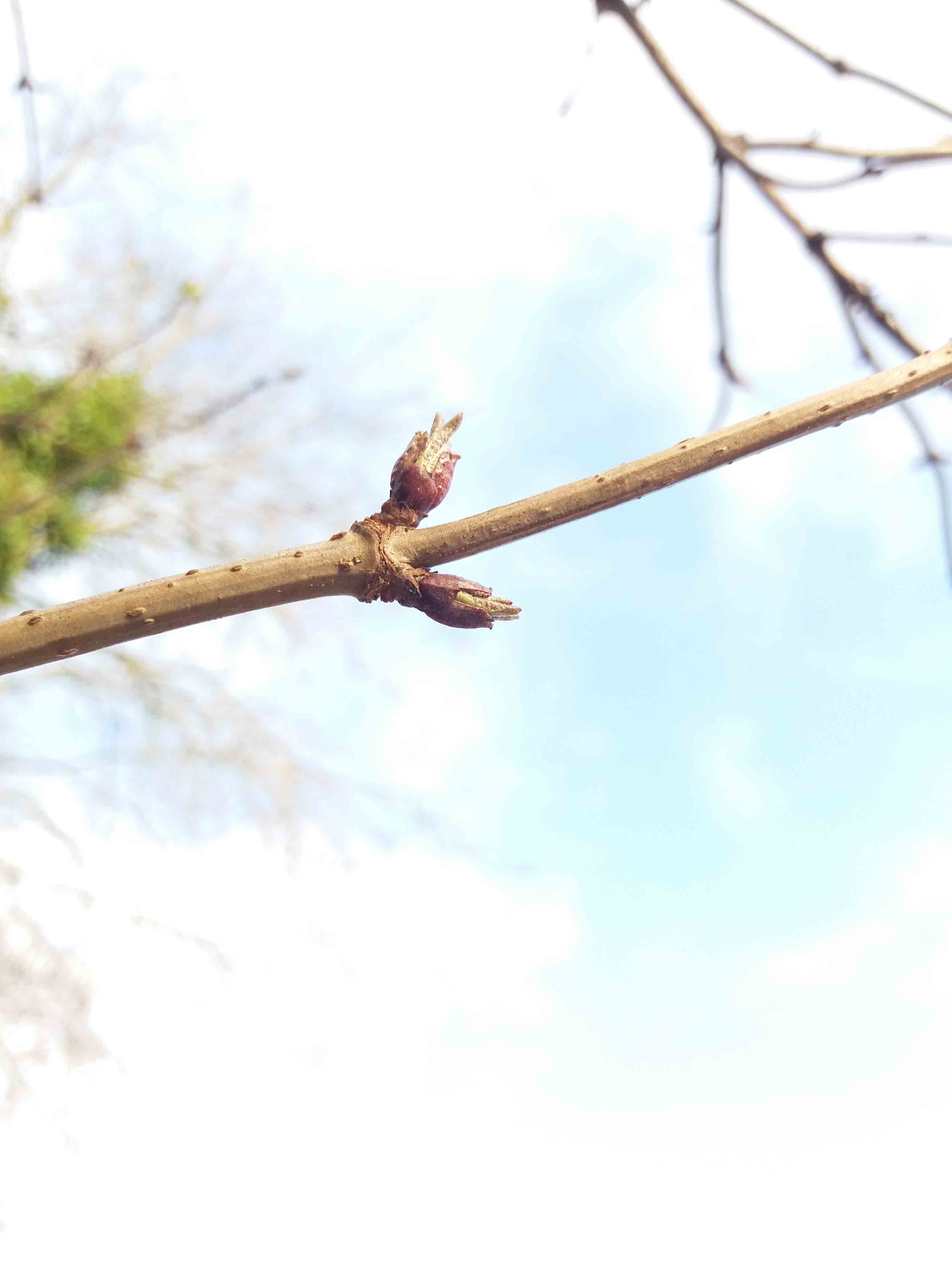 Budburst
