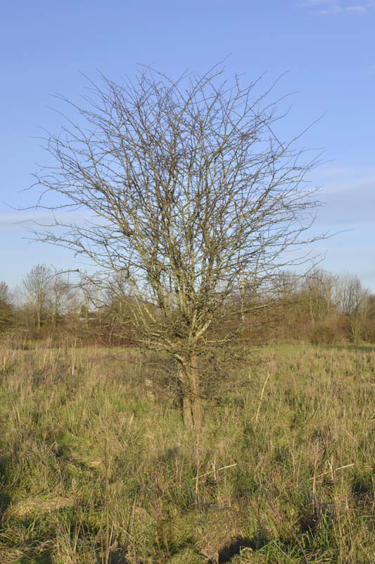Photo of hawthorn in winter