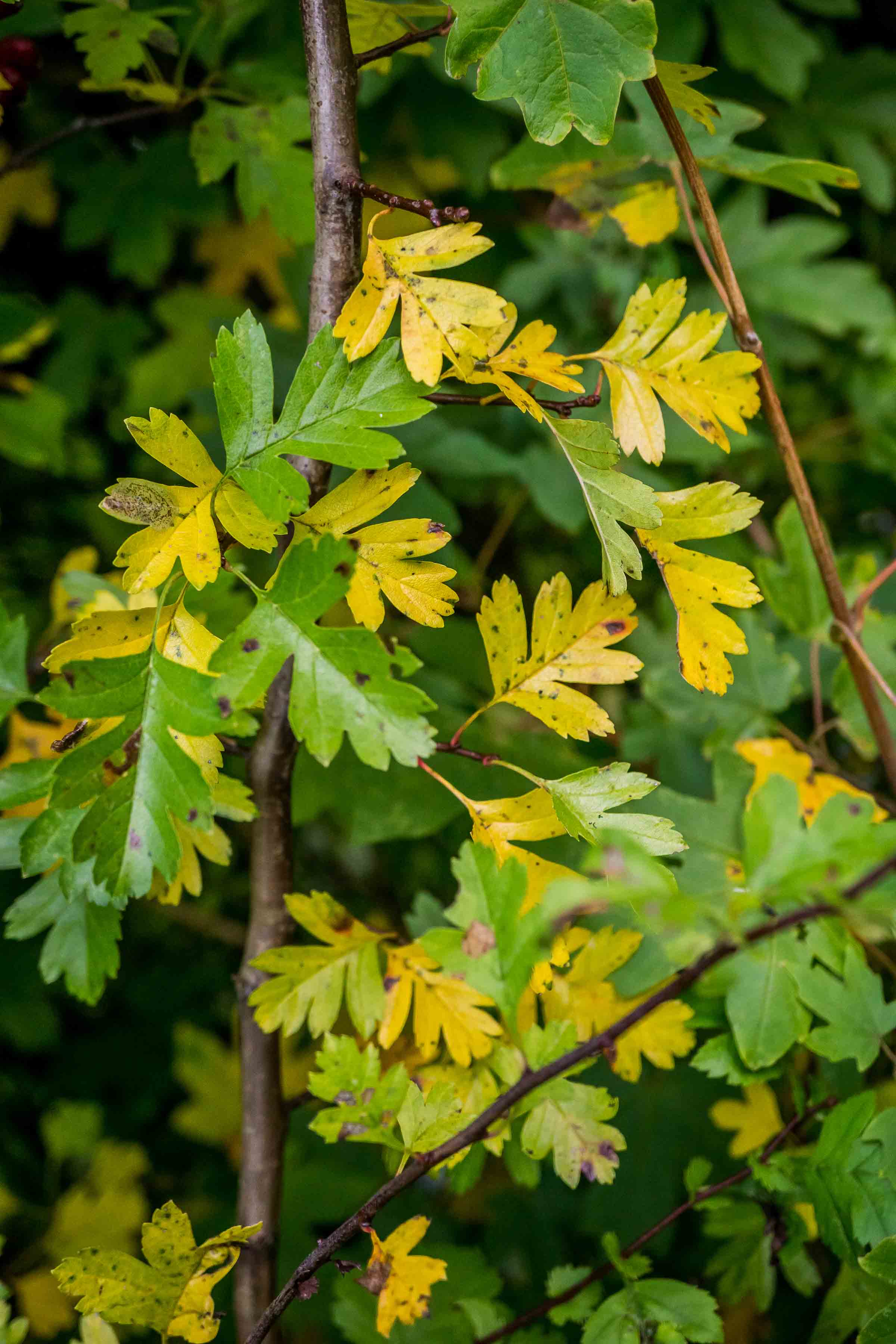 First autumn tinting