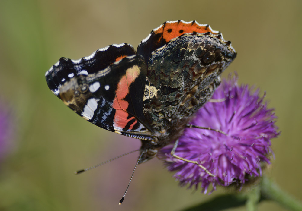 Red admiral