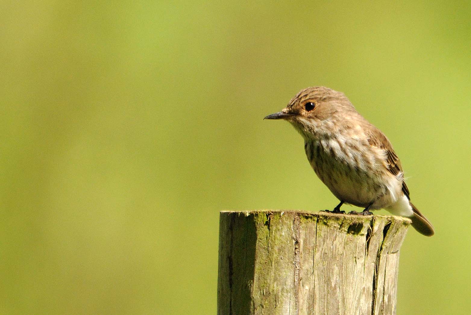 Spotted flycatcher