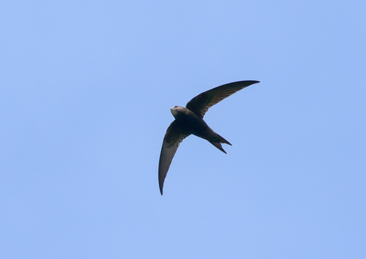 Swift flying