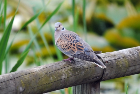 Turtle dove