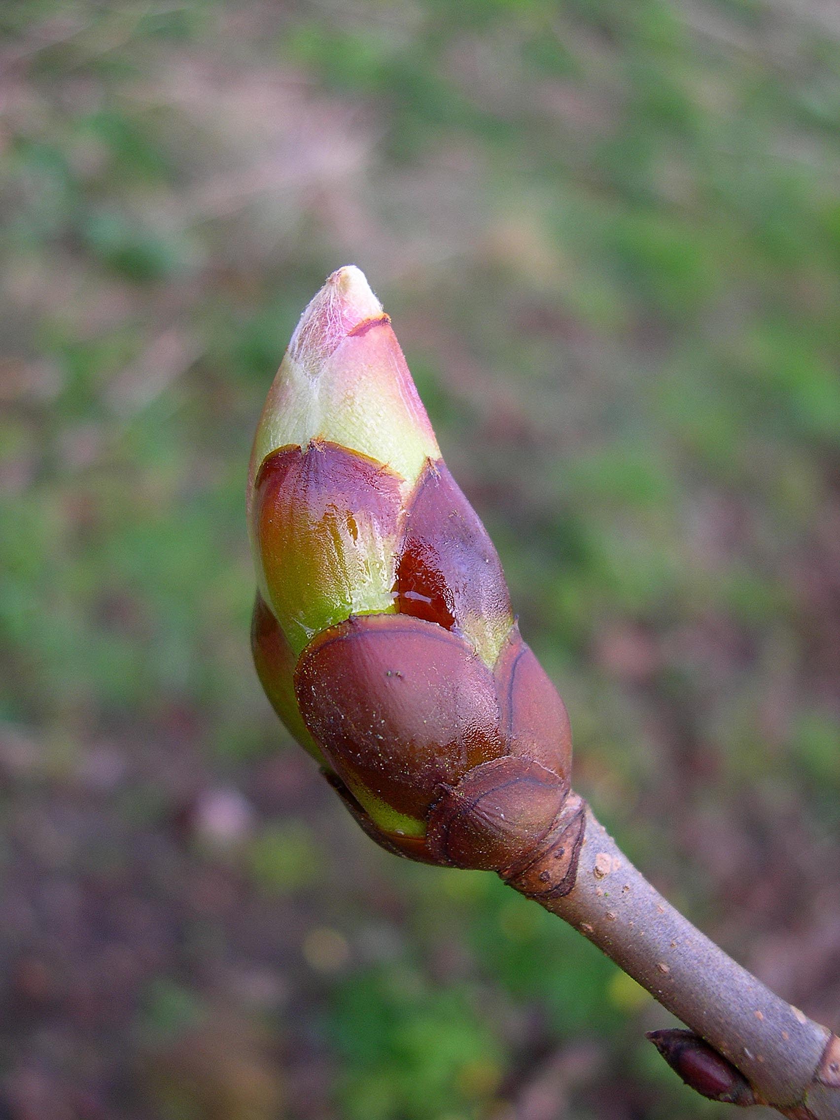 Horse chestnut with budburst that is too early 
