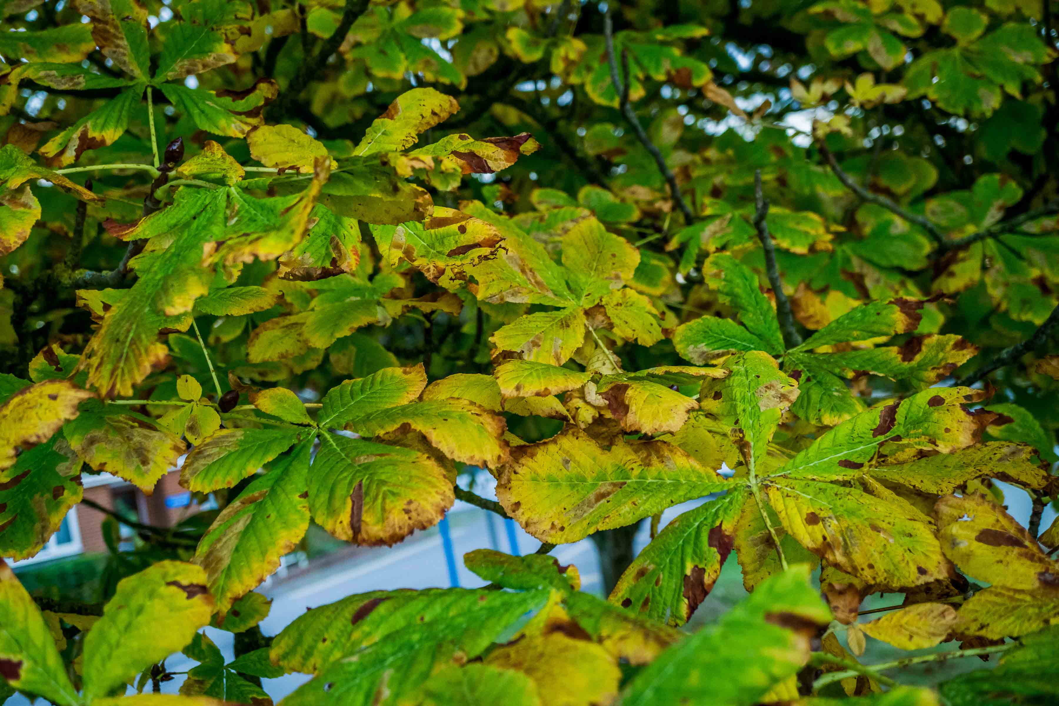 First autumn tinting