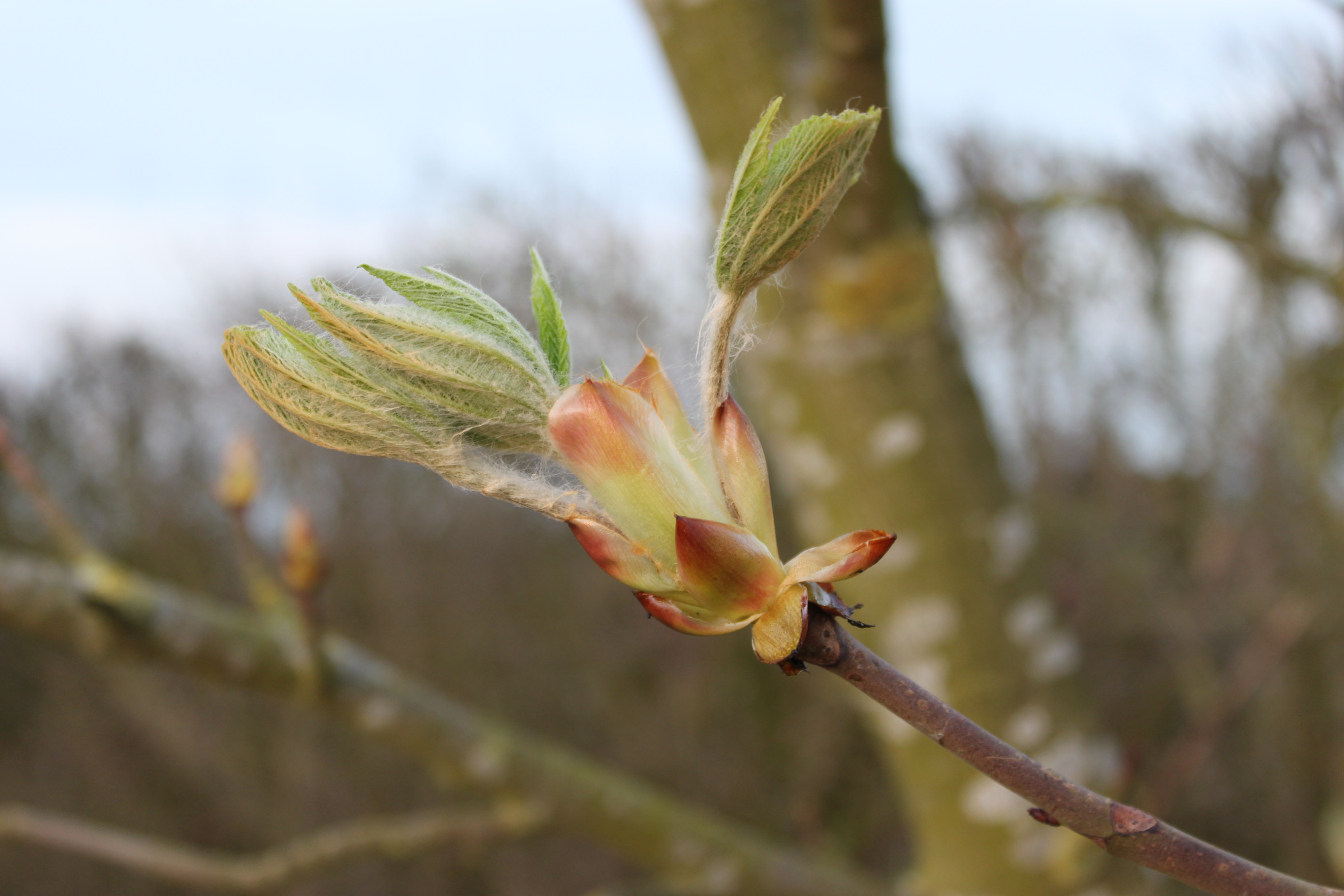 Horse chestnut with first leaf that is too early 