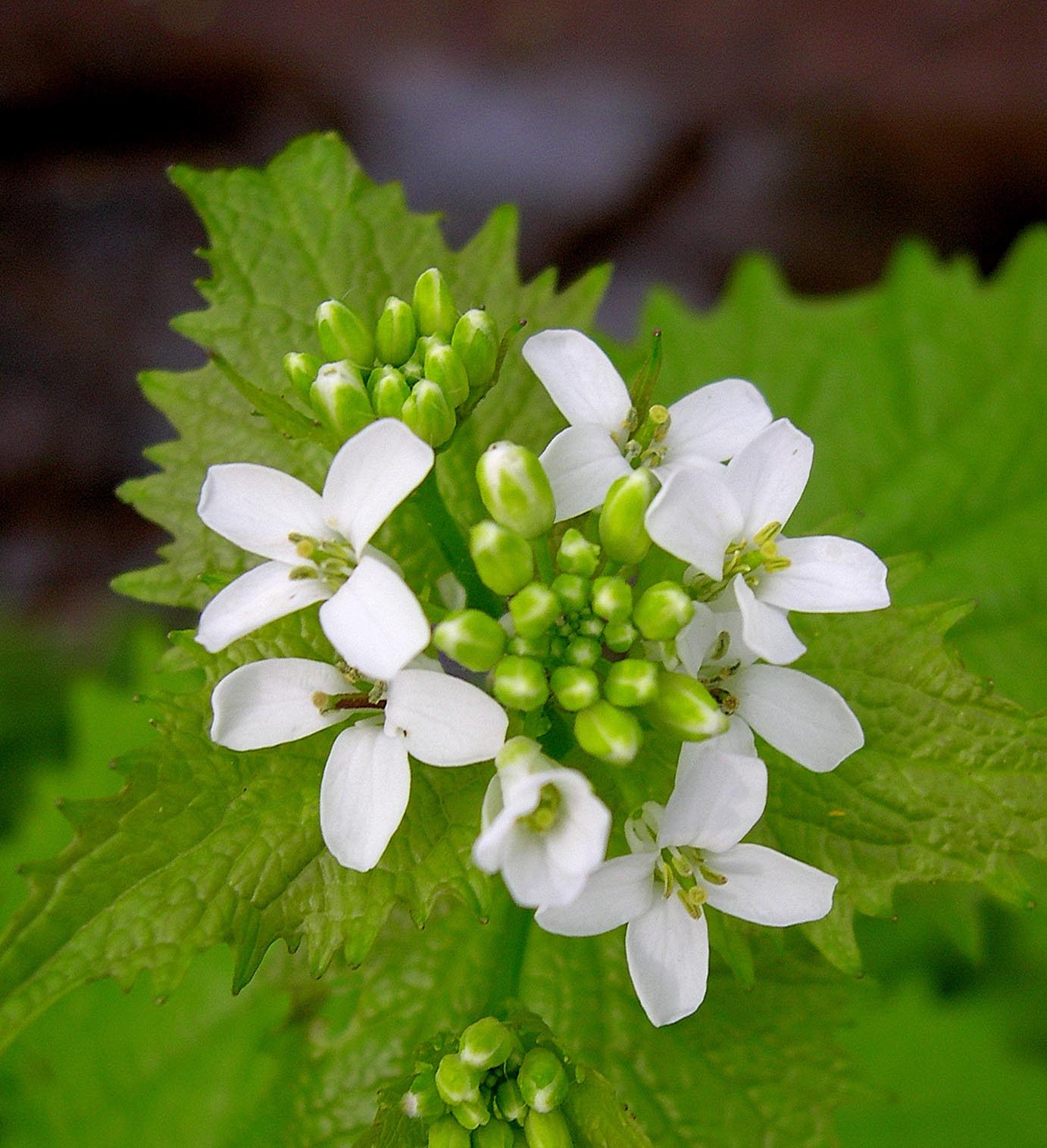 Garlic mustard flowering