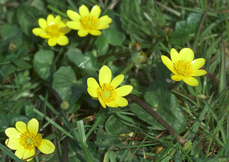 Lesser celandine