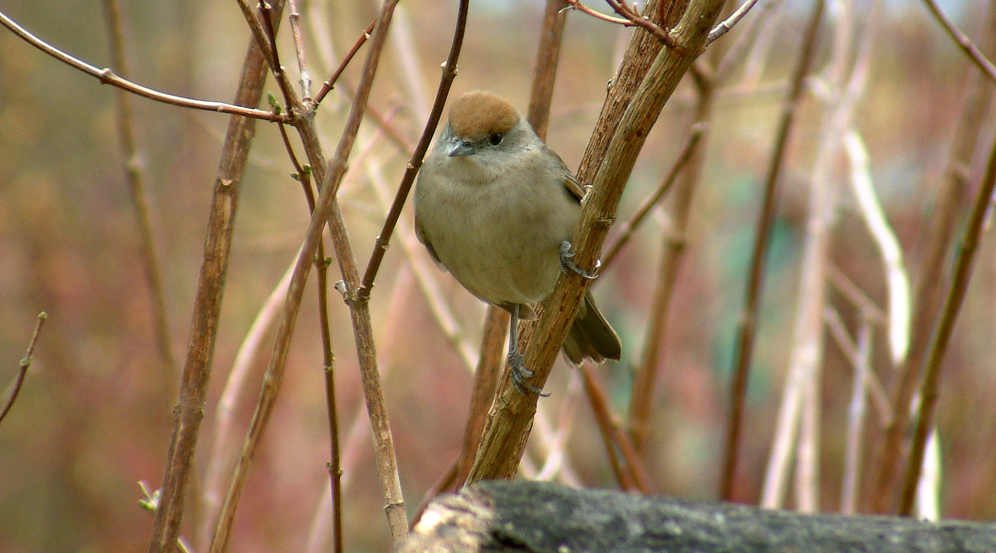 Female blackcap