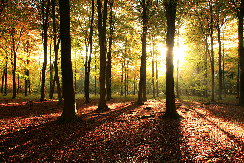 Sunshine through the woodland