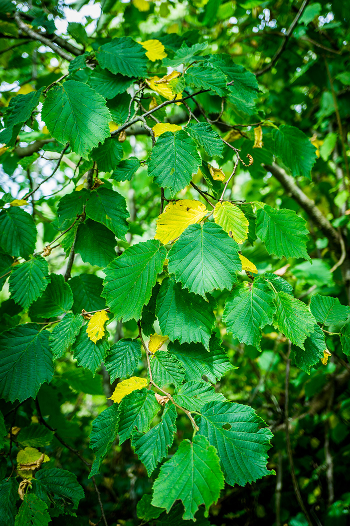 First autumn tinting