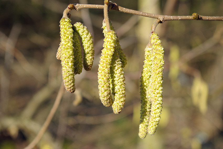 Hazel shrub starting to flower