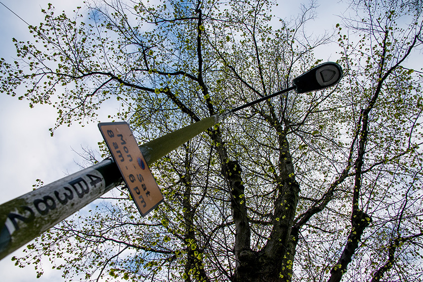 Street light with a tree in the background