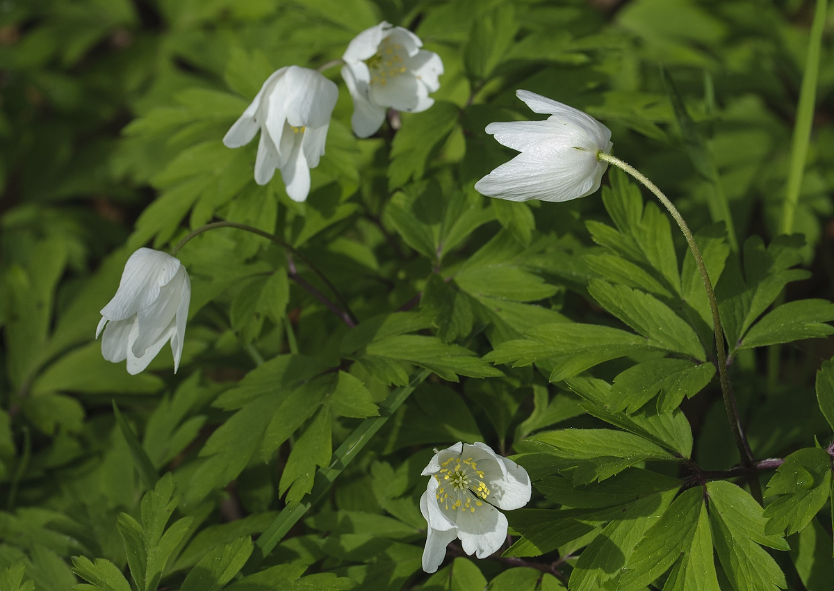 Wood anemones starting to flower 