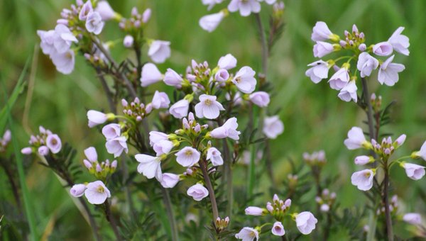 Cuckoo flowers